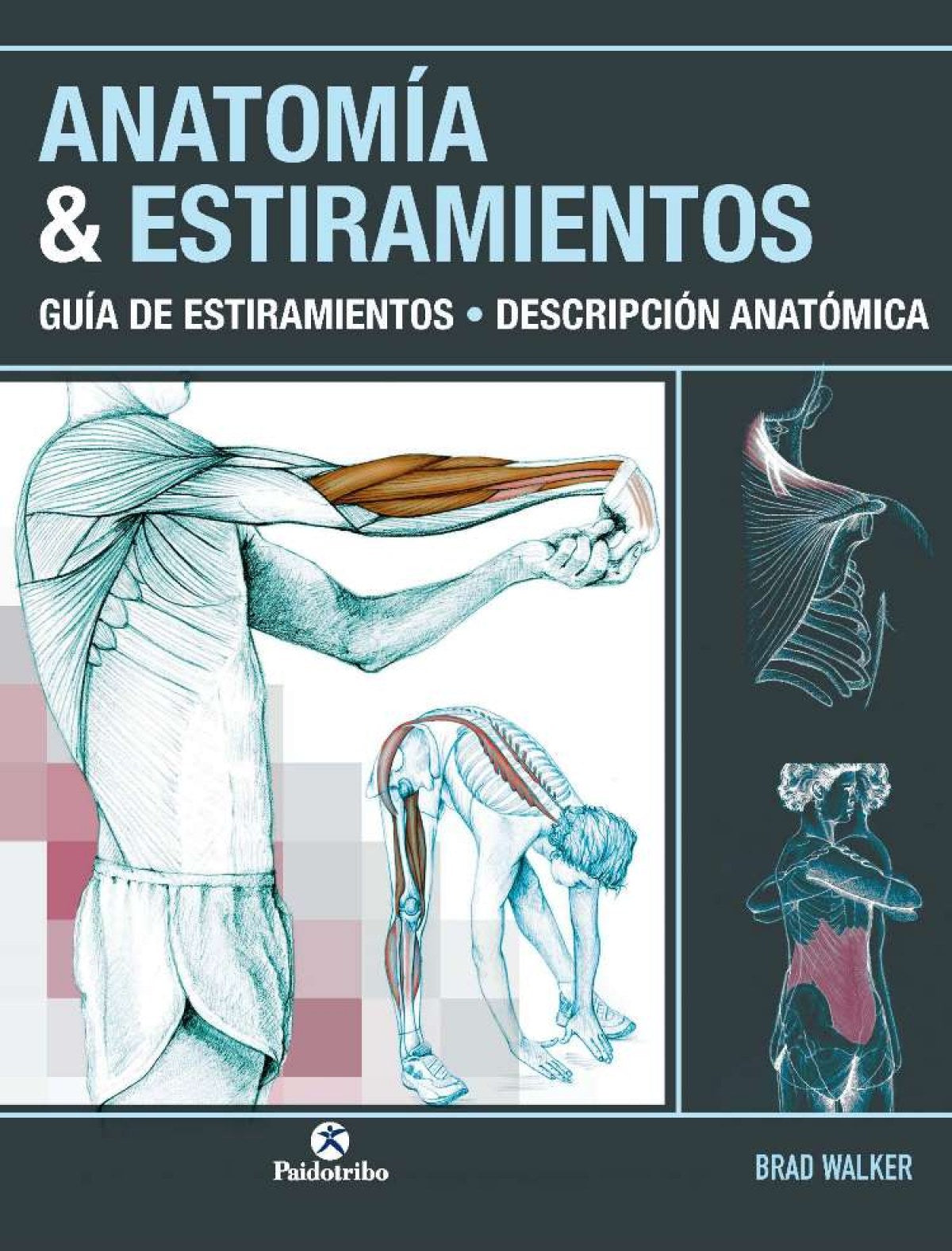 ANATOMÍA &ESTIRAMIENTOS. Guía de estiramientos. Descripción anatómica (Color)