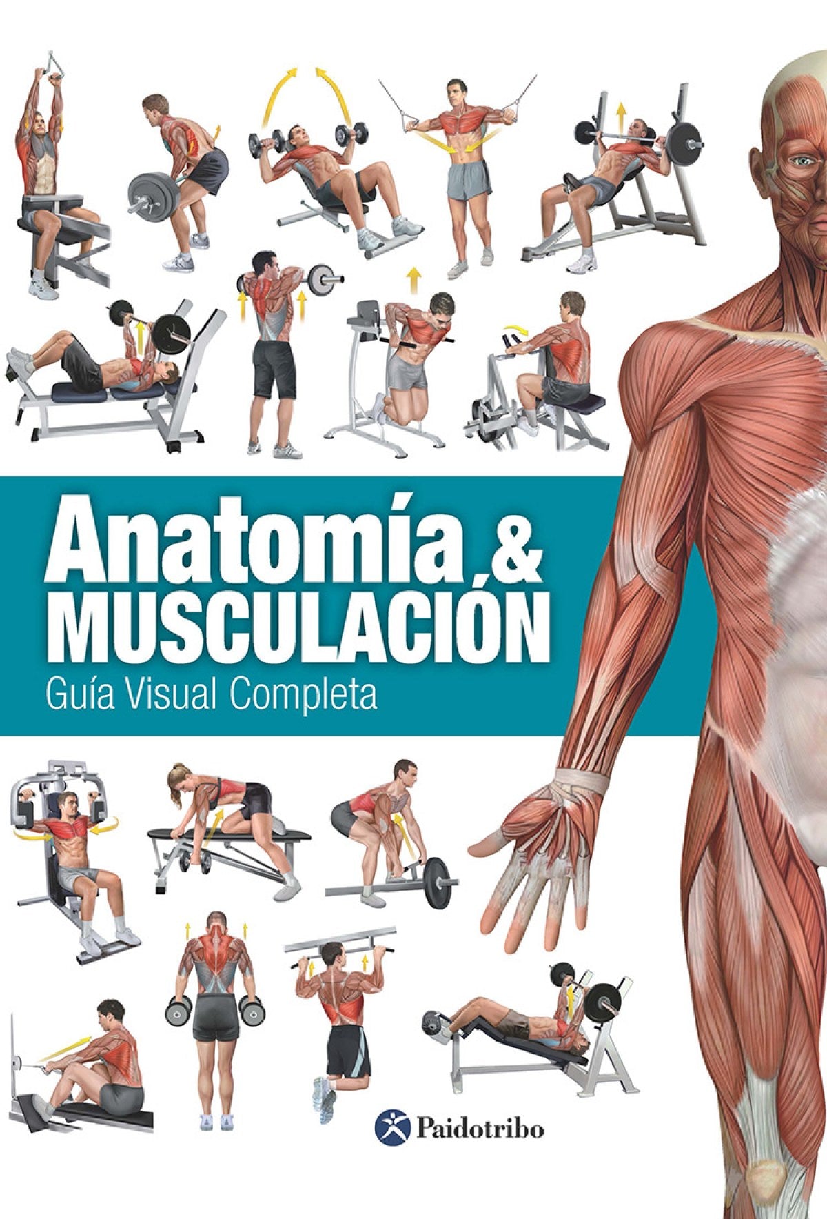 Anatomía &musculación