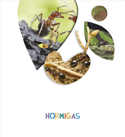 HORMIGAS 5 AÑOS 2018