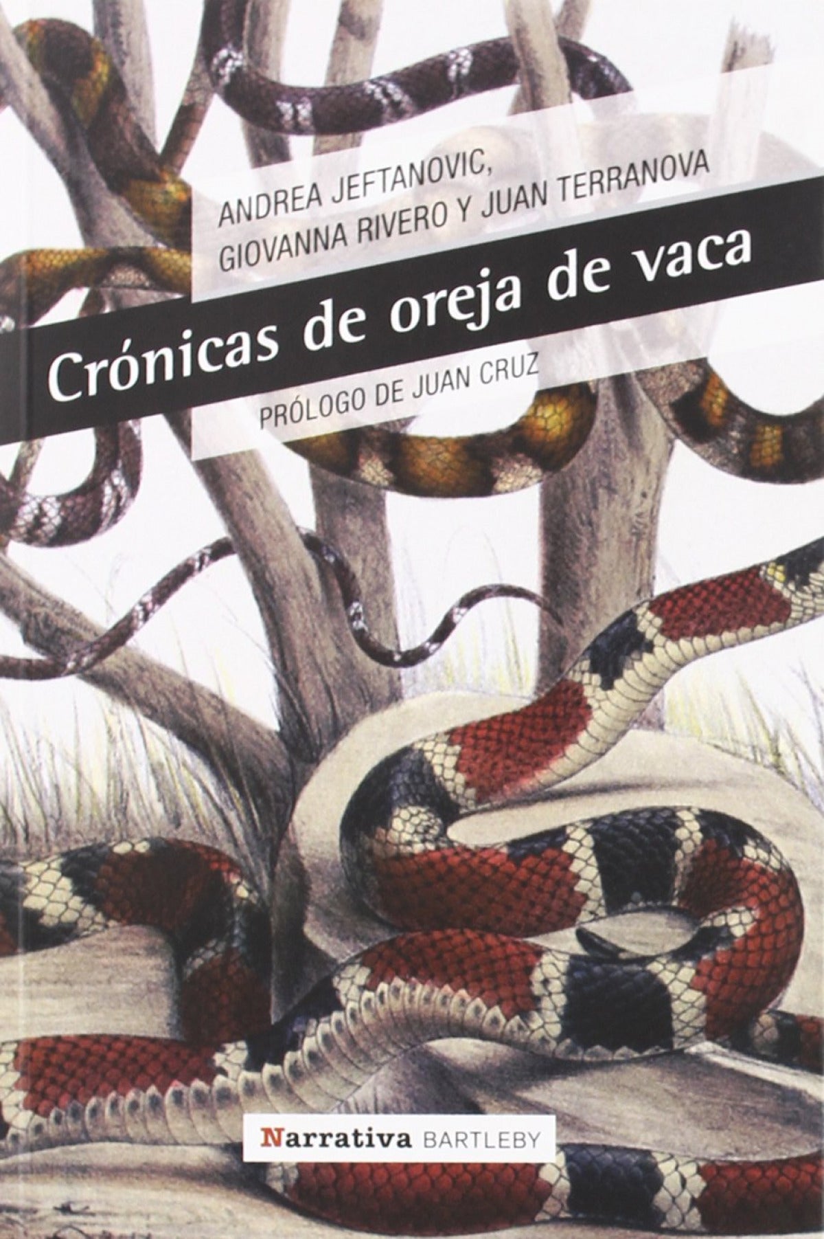 Crónicas de oreja de vaca